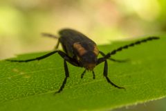 Amblyctis praeses by (c) Randy A Nonenmacher, some rights reserved (CC BY), uploaded by Randy A Nonenmacher. Used under a CC-BY license.