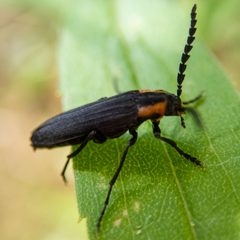 Amblyctis praeses by (c) Randy A Nonenmacher, some rights reserved (CC BY), uploaded by Randy A Nonenmacher. Used under a CC-BY license.