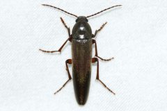 Enchodes sericea by (c) Owen Strickland, some rights reserved (CC BY), uploaded by Owen Strickland. Used under a CC-BY license.