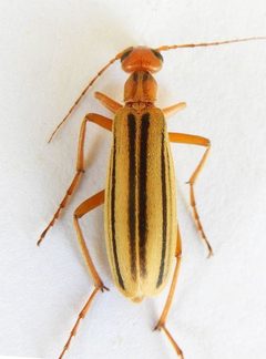 Epicauta abadona by (c) jimeckert49, some rights reserved (CC BY). Used under a CC-BY license.