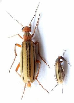 Epicauta abadona by (c) jimeckert49, some rights reserved (CC BY). Used under a CC-BY license.