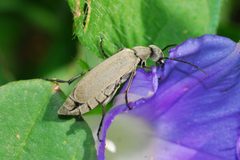 Epicauta alpina by (c) Tom Kennedy, some rights reserved (CC BY), uploaded by Tom Kennedy. Used under a CC-BY license.