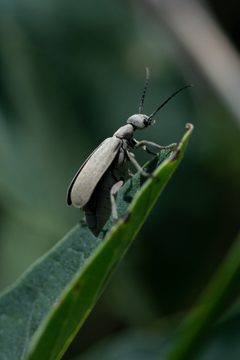 Epicauta alpina by (c) Daniel McNair, some rights reserved (CC BY), uploaded by Daniel McNair. Used under a CC-BY license.
