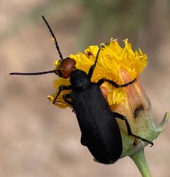 Epicauta atrata by (c) Emily Geest, some rights reserved (CC BY), uploaded by Emily Geest. Used under a CC-BY license.
