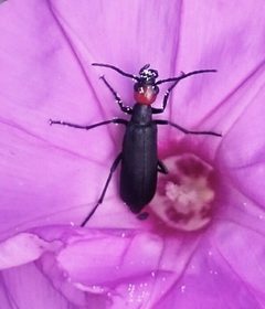 Epicauta atrata by (c) Diego Inclan, some rights reserved (CC BY), uploaded by Diego Inclan. Used under a CC-BY license.