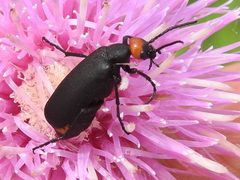 Epicauta atrata by (c) Sam Kieschnick, some rights reserved (CC BY), uploaded by Sam Kieschnick. Used under a CC-BY license.