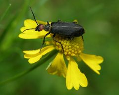 Epicauta atrata by (c) Roger Rittmaster, some rights reserved (CC BY), uploaded by Roger Rittmaster. Used under a CC-BY license.