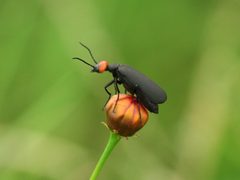 Epicauta atrata by (c) mayfly1963, some rights reserved (CC BY), uploaded by mayfly1963. Used under a CC-BY license.