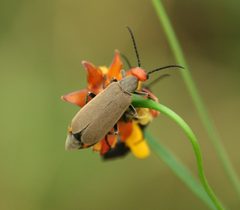 Epicauta atrata by (c) mayfly1963, some rights reserved (CC BY), uploaded by mayfly1963. Used under a CC-BY license.
