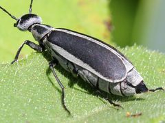 Epicauta funebris by (c) Peter Chen 2.0, some rights reserved (CC BY), uploaded by Peter Chen 2.0. Used under a CC-BY license.