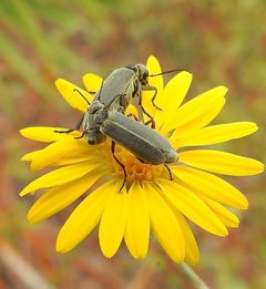 Epicauta heterodera by (c) Laura Gaudette, some rights reserved (CC BY), uploaded by Laura Gaudette. Used under a CC-BY license.