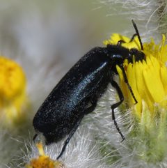 Epicauta puncticollis by no rights reserved, uploaded by Steve Wells. Used under a CC0 license.