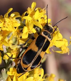 Epicauta stuarti by (c) Catherine C. Galley, some rights reserved (CC BY), uploaded by Catherine C. Galley. Used under a CC-BY license.