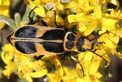 Epicauta stuarti by (c) Catherine C. Galley, some rights reserved (CC BY), uploaded by Catherine C. Galley. Used under a CC-BY license.