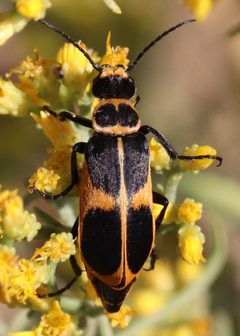Epicauta stuarti by (c) Catherine C. Galley, some rights reserved (CC BY), uploaded by Catherine C. Galley. Used under a CC-BY license.