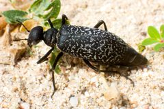 Phodaga marmorata by (c) Ken-ichi Ueda, some rights reserved (CC BY), uploaded by Ken-ichi Ueda. Used under a CC-BY license.