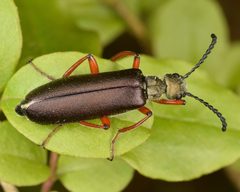Lytta aenea by (c) skitterbug, some rights reserved (CC BY), uploaded by skitterbug. Used under a CC-BY license.