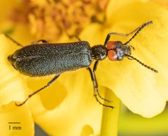 Lytta auriculata by no rights reserved, uploaded by Jesse Rorabaugh. Used under a CC0 license.