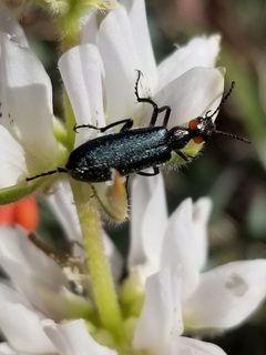 Lytta auriculata by no rights reserved, uploaded by Rod. Used under a CC0 license.