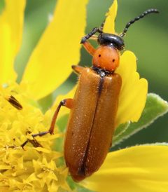 Lytta biguttata by (c) Catherine C. Galley, some rights reserved (CC BY), uploaded by Catherine C. Galley. Used under a CC-BY license.