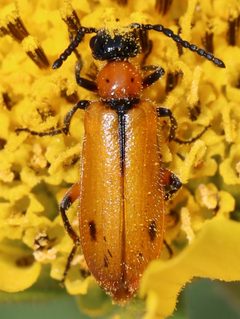 Lytta biguttata by (c) Catherine C. Galley, some rights reserved (CC BY), uploaded by Catherine C. Galley. Used under a CC-BY license.