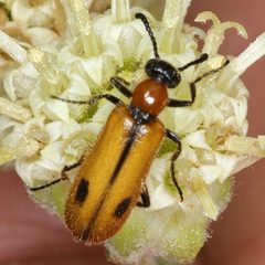 Lytta biguttata by (c) Catherine C. Galley, some rights reserved (CC BY), uploaded by Catherine C. Galley. Used under a CC-BY license.