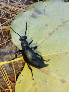 Meloe campanicollis by (c) catty greentree, some rights reserved (CC BY), uploaded by catty greentree. Used under a CC-BY license.