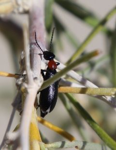 Spastonyx nemognathoides by (c) Millie Basden, some rights reserved (CC BY), uploaded by Millie Basden. Used under a CC-BY license.