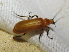 Pseudozonitis pallidus by (c) Sam Kieschnick, some rights reserved (CC BY), uploaded by Sam Kieschnick. Used under a CC-BY license.