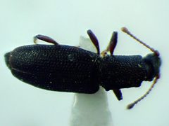 Monotoma producta by (c) Nathan T. Jones, some rights reserved (CC BY), uploaded by Nathan T. Jones. Used under a CC-BY license.