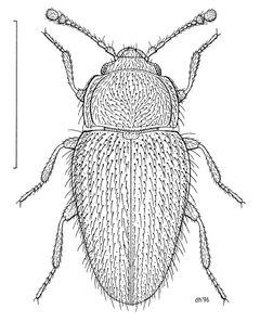Mycetaeidae by (c) Desmond W. Helmore
, some rights reserved (CC BY). Used under a CC-BY license.