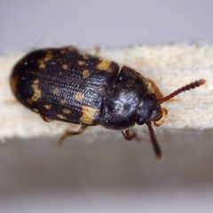 Mycetophagidae by (c) Barry Walter, some rights reserved (CC BY), uploaded by Barry Walter. Used under a CC-BY license.