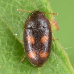 Litargus tetraspilotus by (c) skitterbug, some rights reserved (CC BY), uploaded by skitterbug. Used under a CC-BY license.
