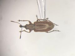 Cimberis elongata by no rights reserved, uploaded by Nick Bédard. Used under a CC0 license.