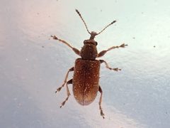 Cimberis pilosa by (c) Claire Moxon-Waltz, some rights reserved (CC BY), uploaded by Claire Moxon-Waltz. Used under a CC-BY license.