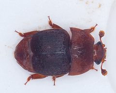 Aethina tumida by (c) Rosario, some rights reserved (CC BY), uploaded by Rosario. Used under a CC-BY license.