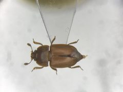 Epuraea rufida by no rights reserved, uploaded by Nick Bédard. Used under a CC0 license.