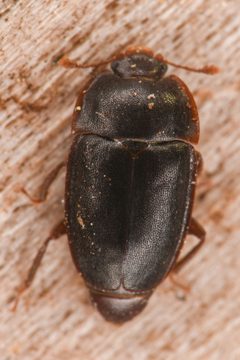 Epuraea monogama by (c) Trevor Van Loon, some rights reserved (CC BY), uploaded by Trevor Van Loon. Used under a CC-BY license.