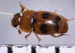 Epuraea ocularis by (c) Mike Bowie, some rights reserved (CC BY), uploaded by Mike Bowie. Used under a CC-BY license.