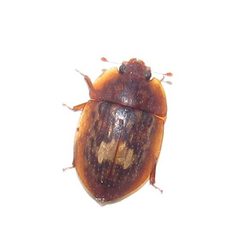 Lobiopa insularis by no rights reserved, uploaded by Kahio Tiberio Mazon. Used under a CC0 license.