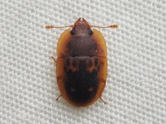 Prometopia sexmaculata by no rights reserved, uploaded by Zygy. Used under a CC0 license.