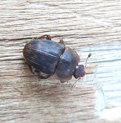 Stelidota octomaculata by (c) Will Linnard, some rights reserved (CC BY), uploaded by Will Linnard. Used under a CC-BY license.