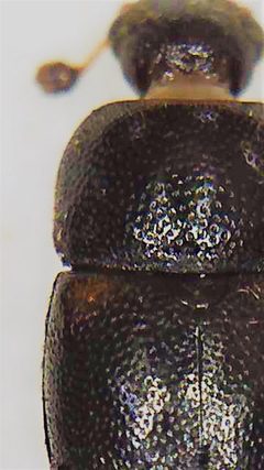 Urophorus humeralis by (c) Stephen Thorpe, some rights reserved (CC BY), uploaded by Stephen Thorpe. Used under a CC-BY license.