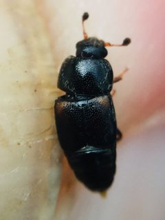 Urophorus humeralis by (c) Stephen Thorpe, some rights reserved (CC BY), uploaded by Stephen Thorpe. Used under a CC-BY license.