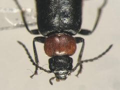 Pedilus canaliculatus by no rights reserved, uploaded by Nick Bédard. Used under a CC0 license.