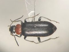 Pedilus canaliculatus by no rights reserved, uploaded by Nick Bédard. Used under a CC0 license.
