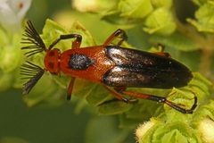 Macrosiagon limbata by (c) Judy Gallagher, some rights reserved (CC BY). Used under a CC-BY license.