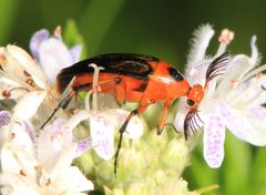 Macrosiagon limbata by (c) Judy Gallagher, some rights reserved (CC BY). Used under a CC-BY license.