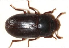 Alphitobius laevigatus by (c) portioid, some rights reserved (CC BY), uploaded by portioid. Used under a CC-BY license.