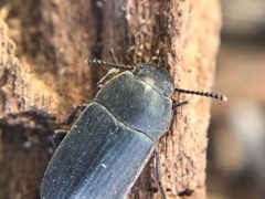 Blapstinus substriatus by (c) Jared Shorma, some rights reserved (CC BY), uploaded by Jared Shorma. Used under a CC-BY license.